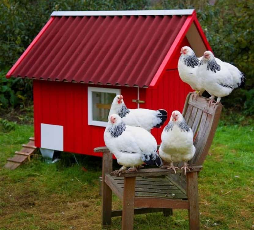 mobiles Hühnerhaus